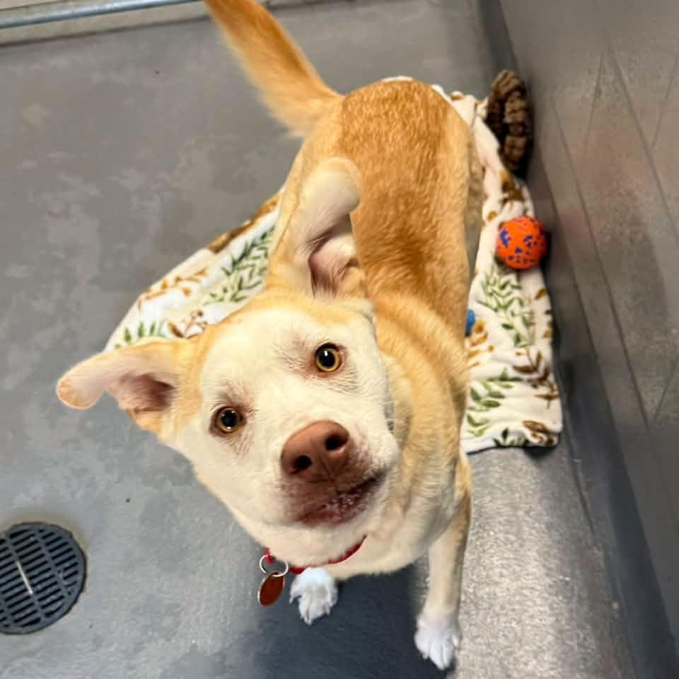Enlarge SANDY, a Adoptable mixed breed in Cadiz, OH image 4/4