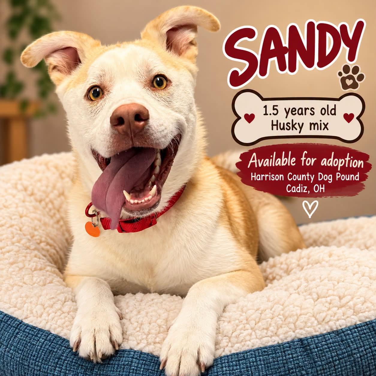 SANDY, Adoptable, Young Male Husky.