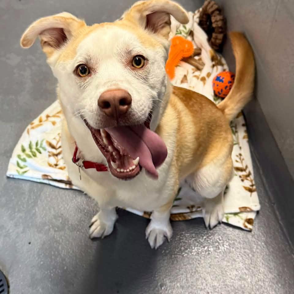 Enlarge SANDY, a Adoptable mixed breed in Cadiz, OH image 3/4
