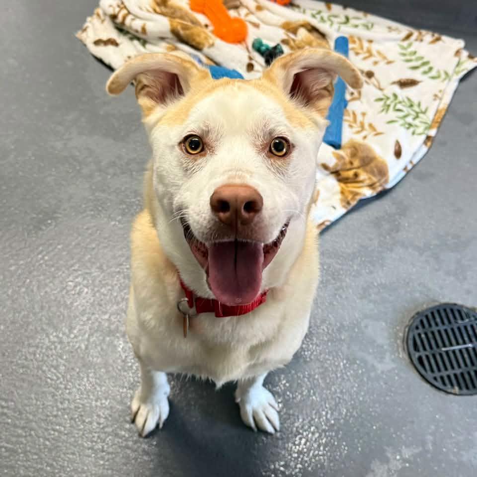 Enlarge SANDY, a Adoptable mixed breed in Cadiz, OH image 2/4