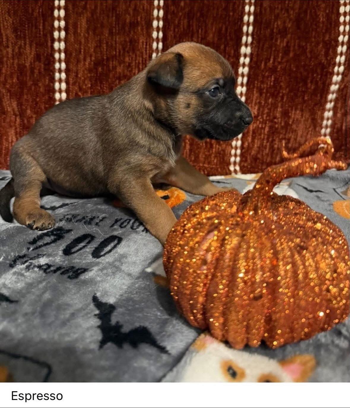 Punkin Spice Litter (3 female, 2male)
