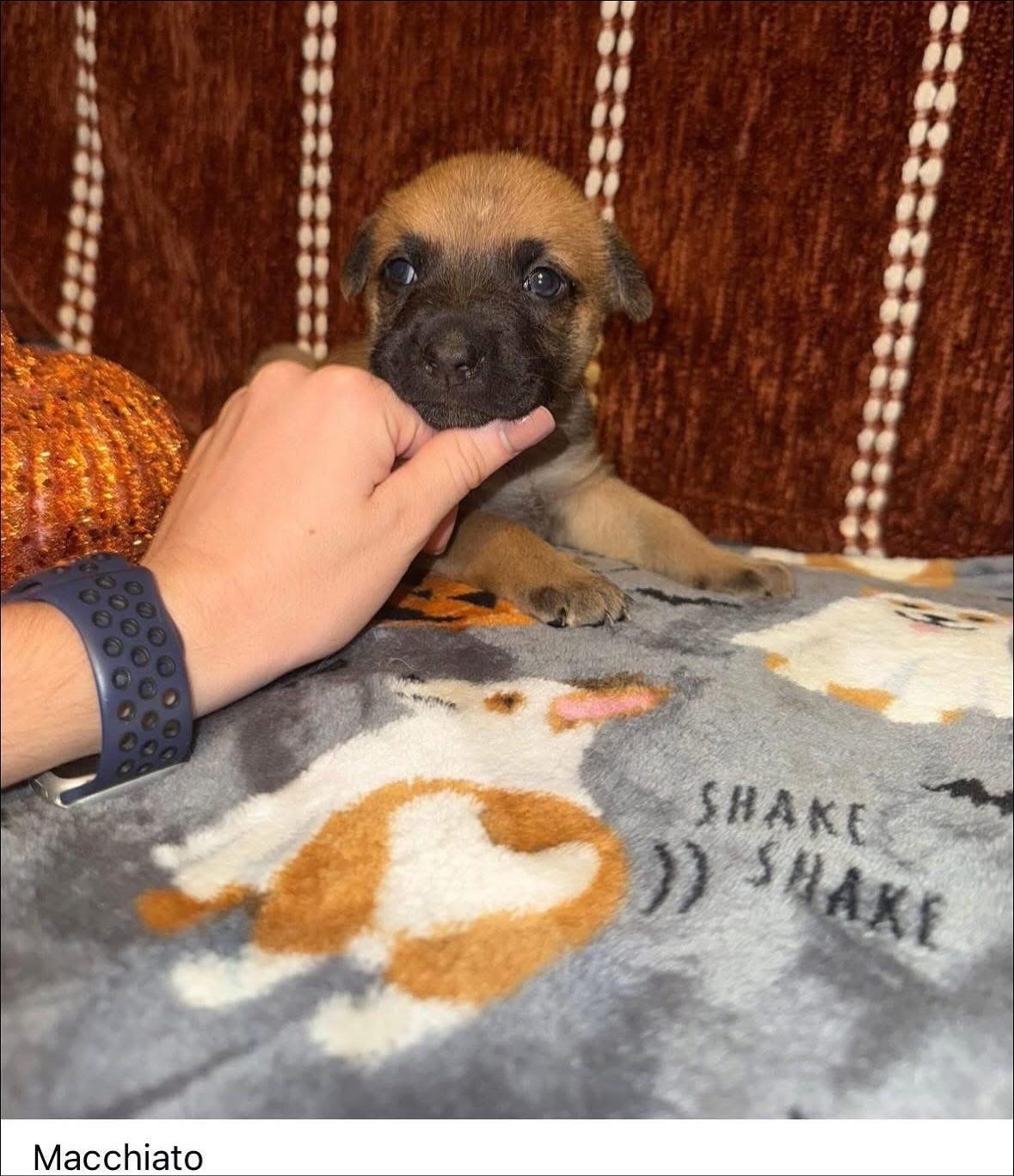 Punkin Spice Litter (3 female, 2male)