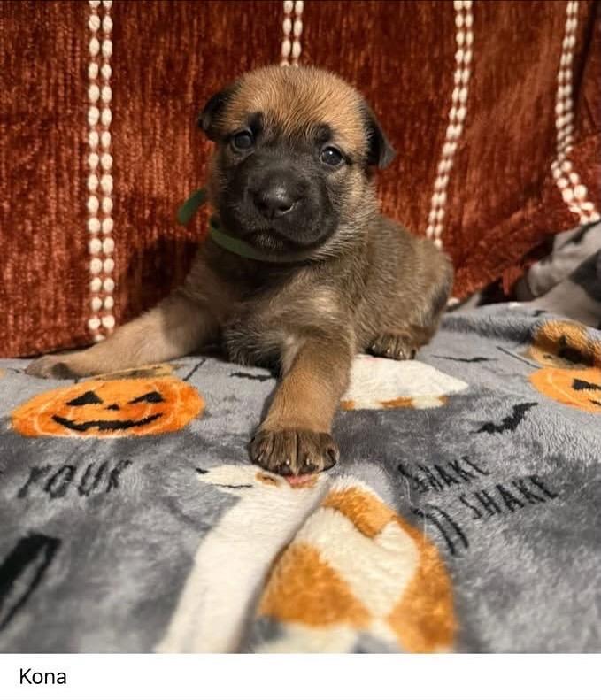 Punkin Spice Litter (3 female, 2male)
