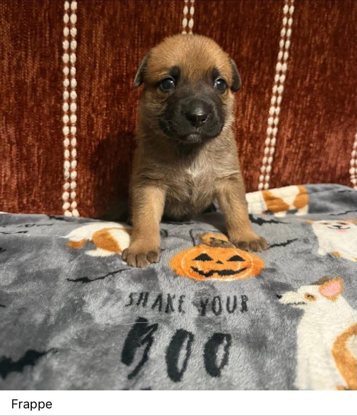 Punkin Spice Litter (3 female, 2male)