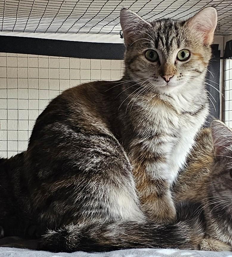 Faith26, ADOPTABLE, Young Female Domestic Short Hair.