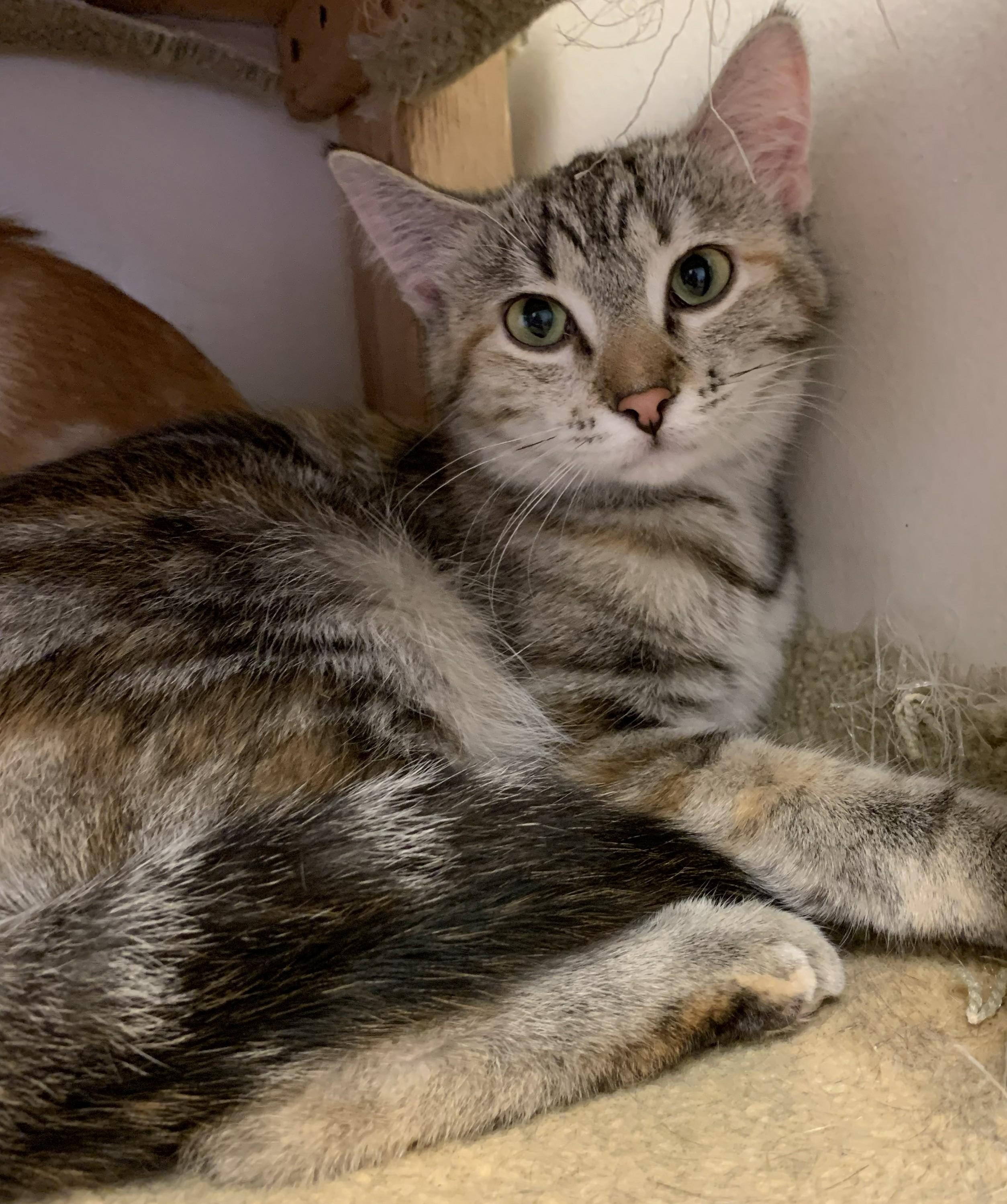 Enlarge Faith26, a ADOPTABLE Domestic Short Hair in Milwaukee, WI image 6/6