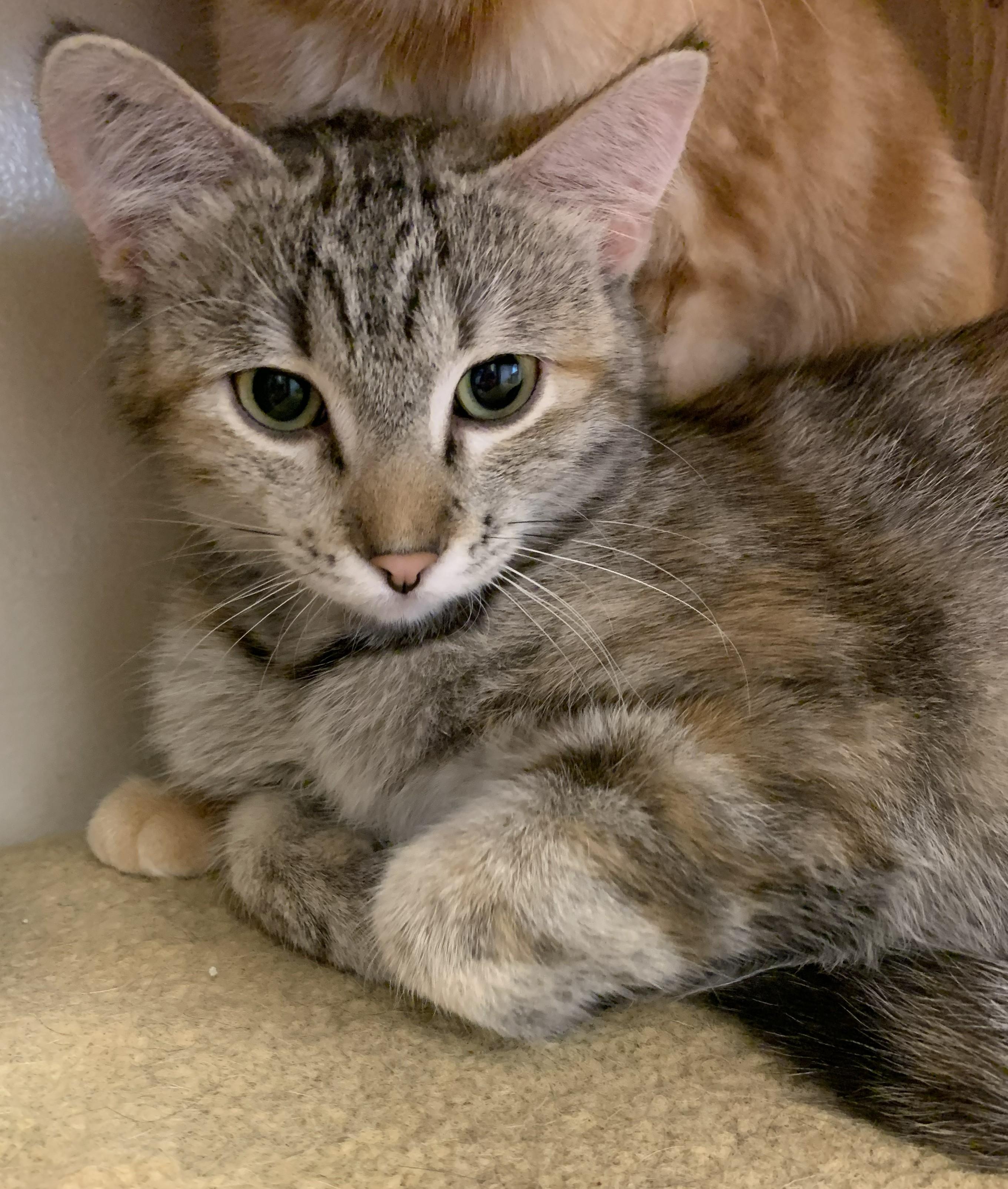 Enlarge Faith26, a ADOPTABLE Domestic Short Hair in Milwaukee, WI image 2/6