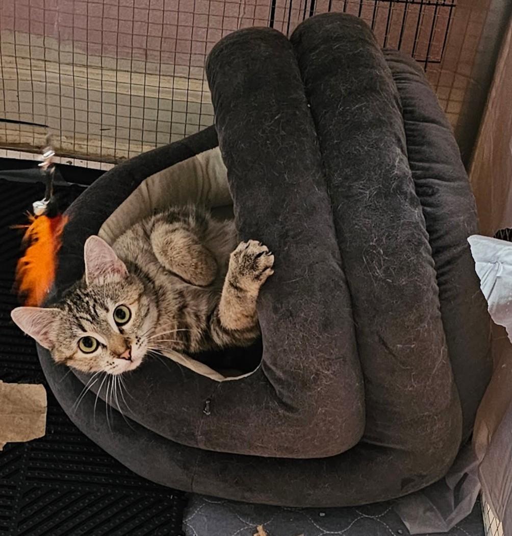 Enlarge Faith26, a ADOPTABLE Domestic Short Hair in Milwaukee, WI image 4/6