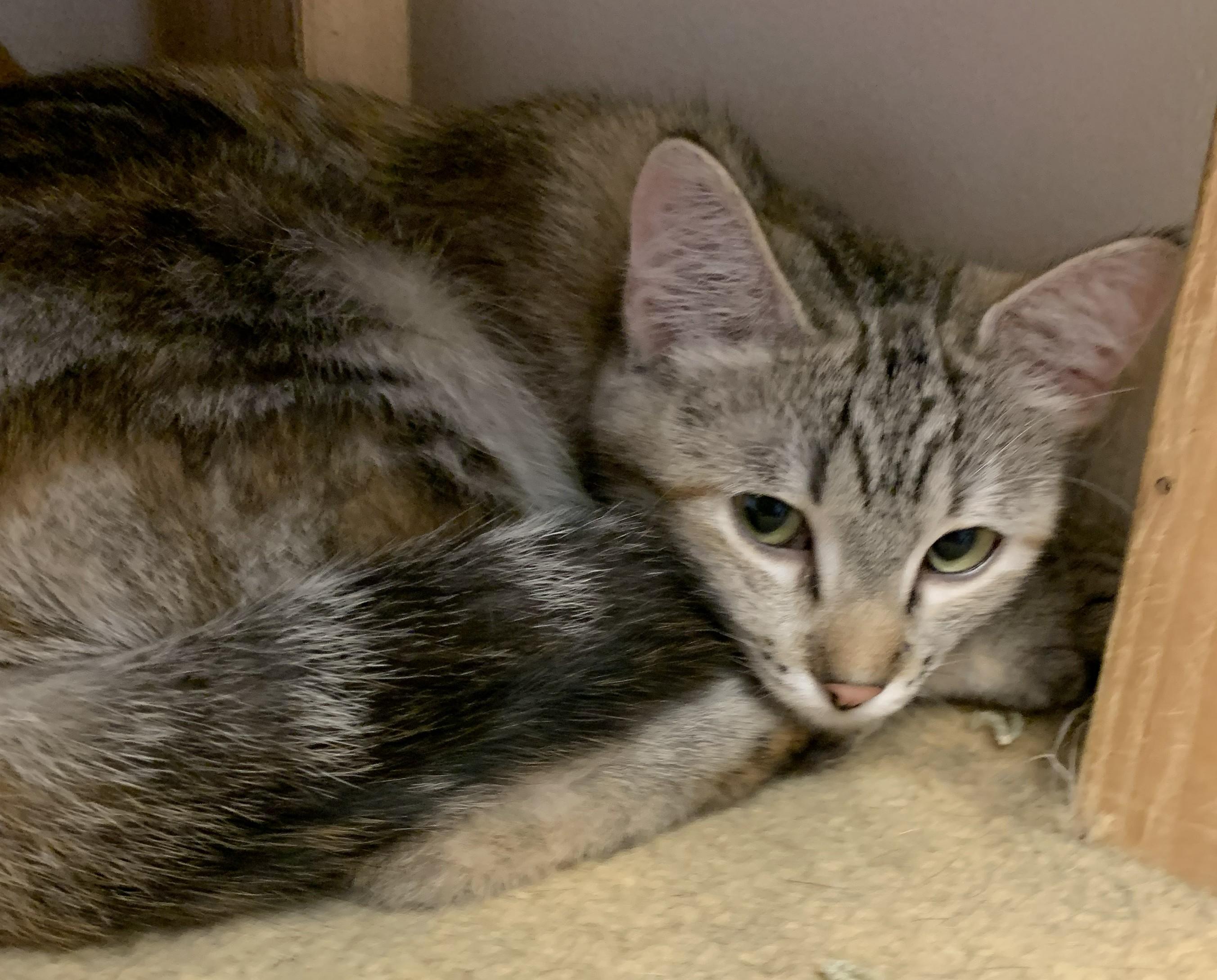 Enlarge Faith26, a ADOPTABLE Domestic Short Hair in Milwaukee, WI image 5/6