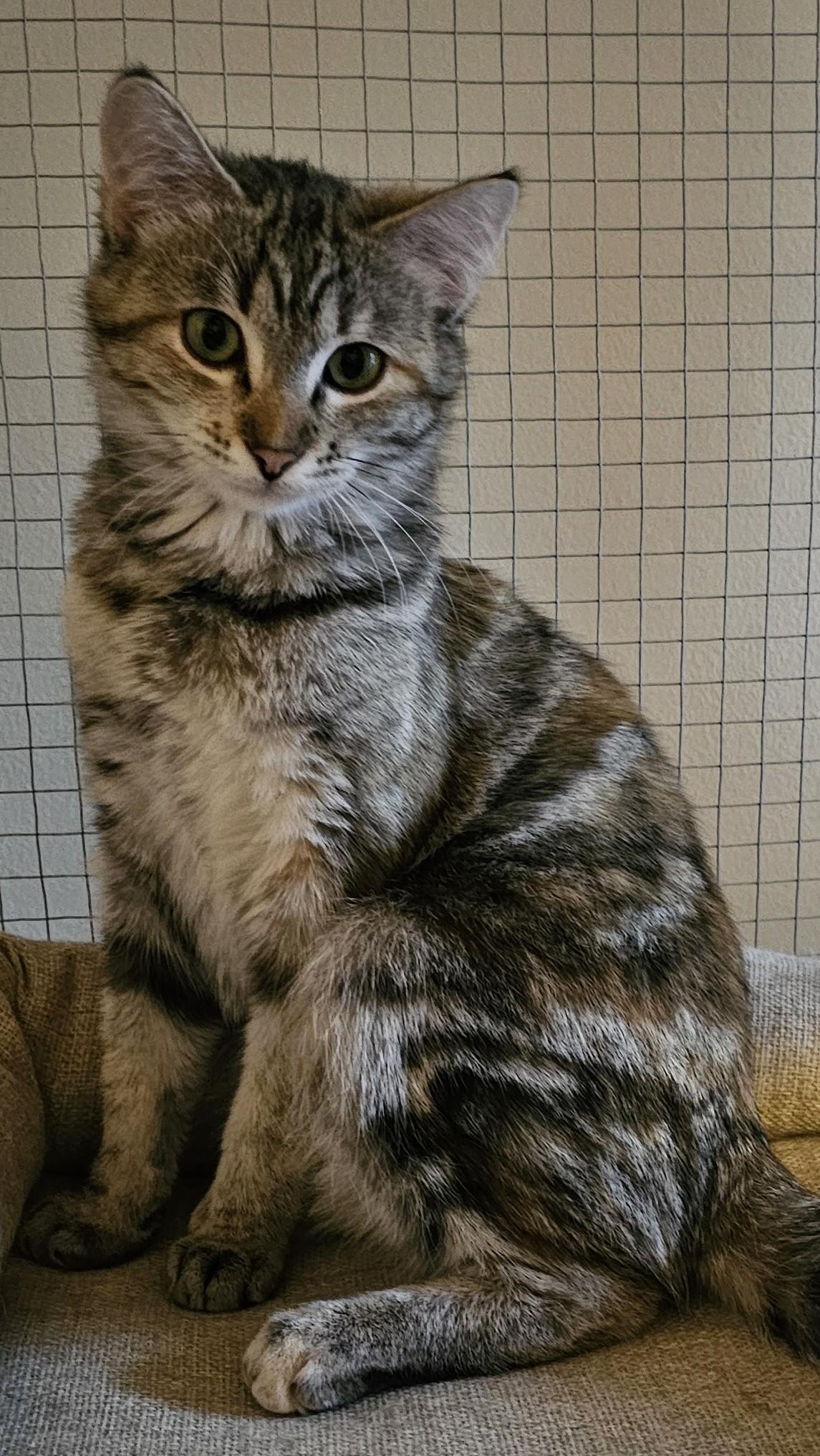 Enlarge Faith26, a ADOPTABLE Domestic Short Hair in Milwaukee, WI image 3/6
