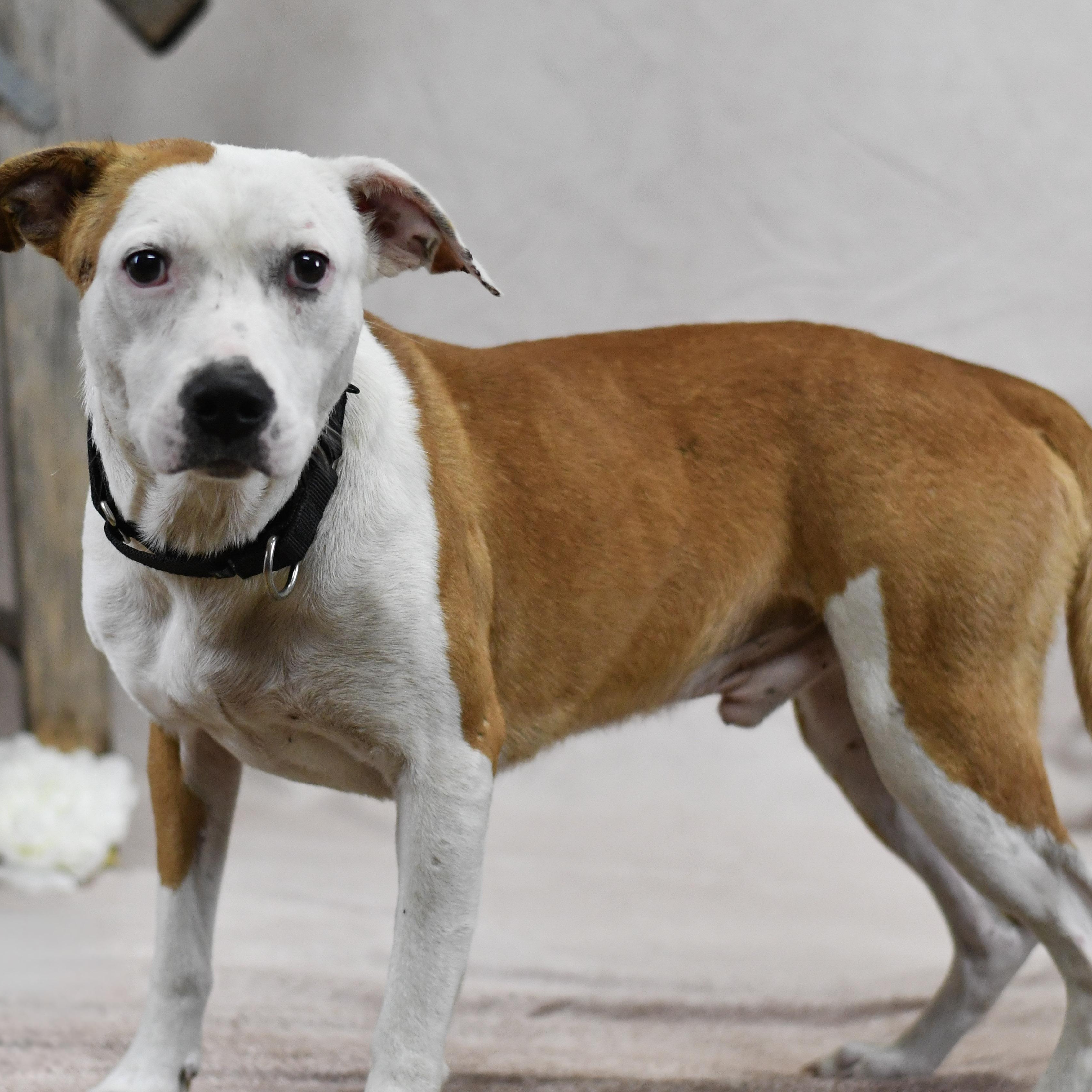 Jack, ADOPTABLE, Adult Male Mixed Breed.