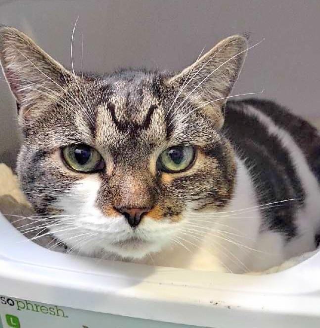 Enlarge Alice, a Adoptable Domestic Short Hair in Melrose, MA image 1/5