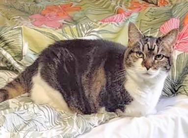 Enlarge Alice, a Adoptable Domestic Short Hair in Melrose, MA image 4/5