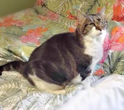 Enlarge Alice, a Adoptable Domestic Short Hair in Melrose, MA image 5/5