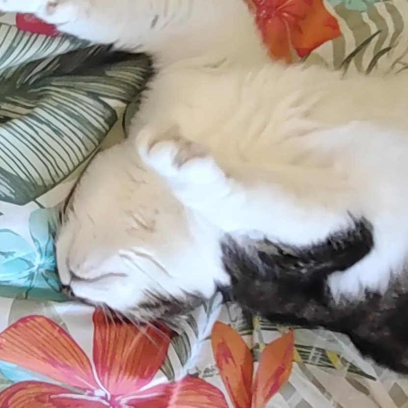 Enlarge Alice, a Adoptable Domestic Short Hair in Melrose, MA image 3/5