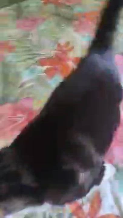 Enlarge Alice, a Adoptable Domestic Short Hair in Melrose, MA video 2/5