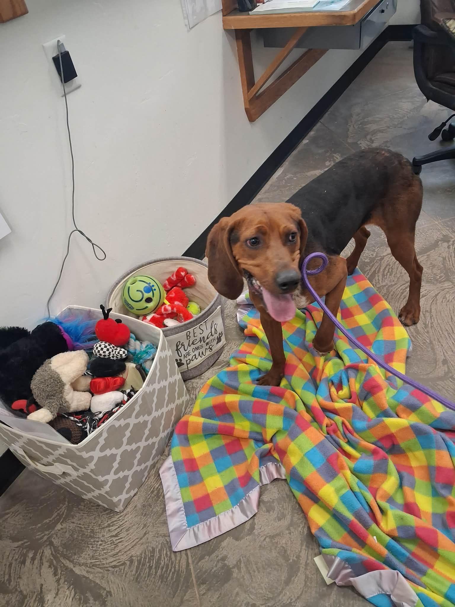 Enlarge Wynonna, a ADOPTABLE mixed breed in Roosevelt, UT image 2/2