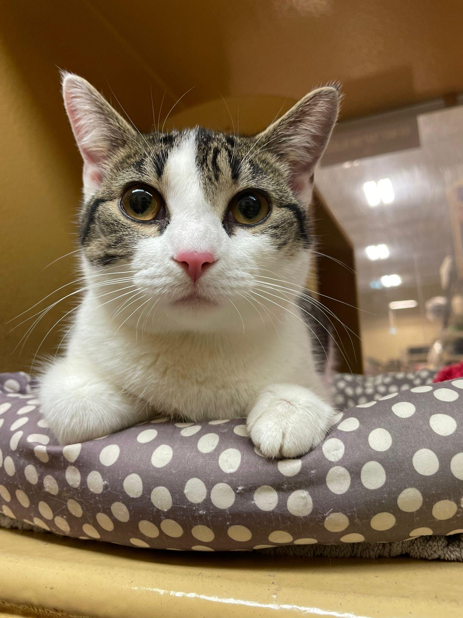 Car, adopted, Young Female Domestic Short Hair.