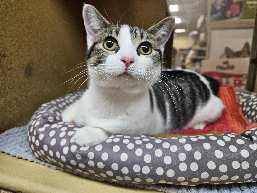 Enlarge Car, an adopted Domestic Short Hair in Richmond Hill, ON image 3/3