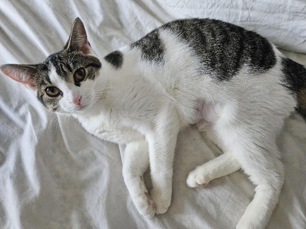 Enlarge Car, an adopted Domestic Short Hair in Richmond Hill, ON image 2/3