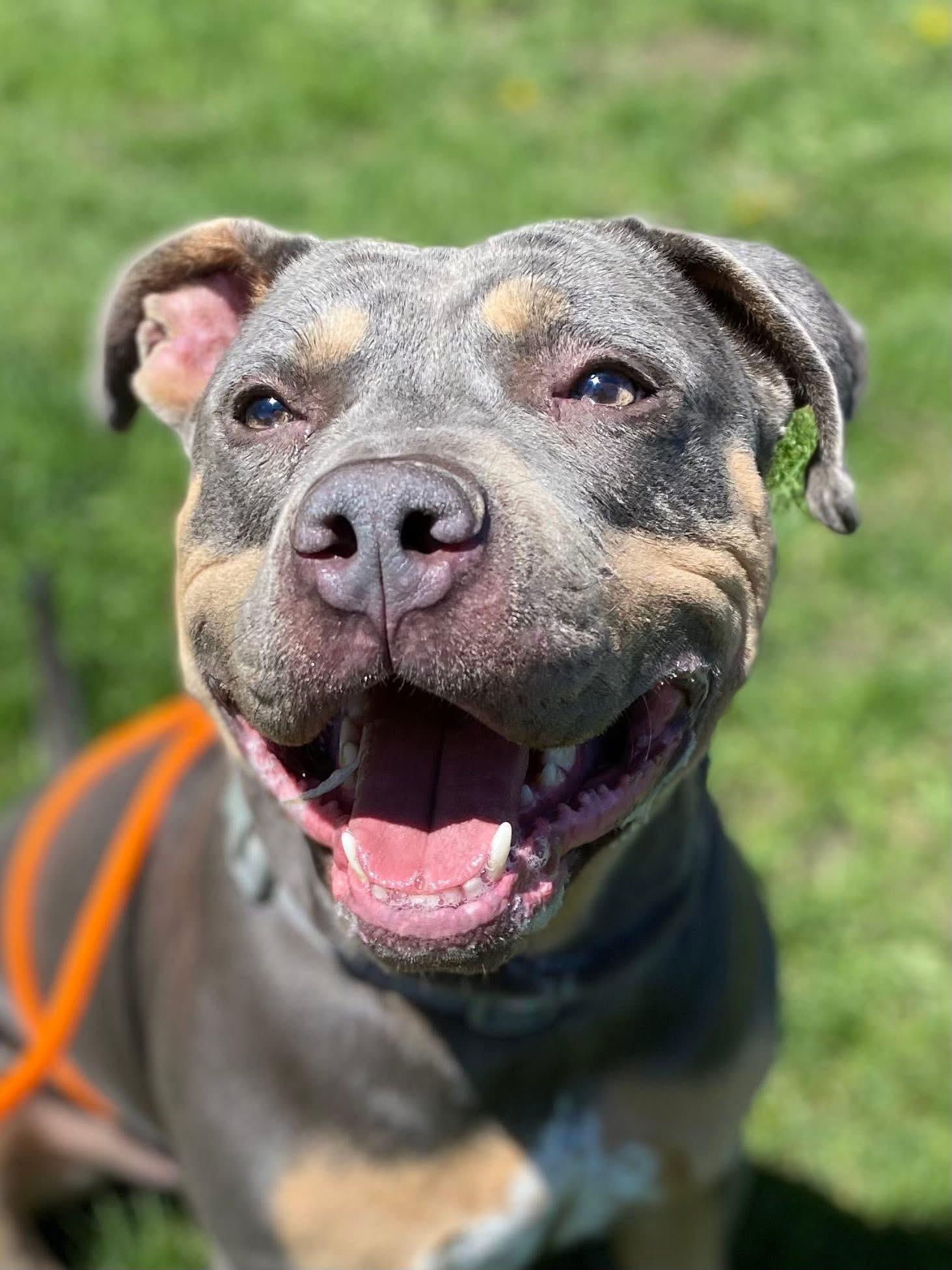 Enlarge Twix, a Adoptable Pit Bull Terrier in Little Chute, WI image 2/6