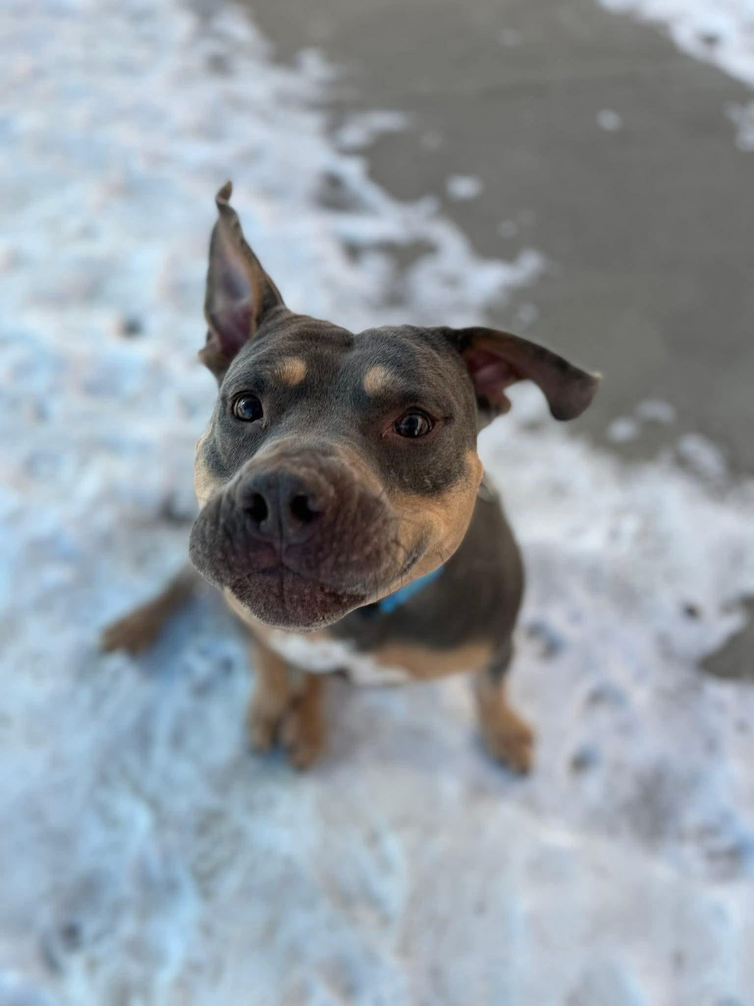 Enlarge Twix, a Adoptable Pit Bull Terrier in Little Chute, WI image 3/6