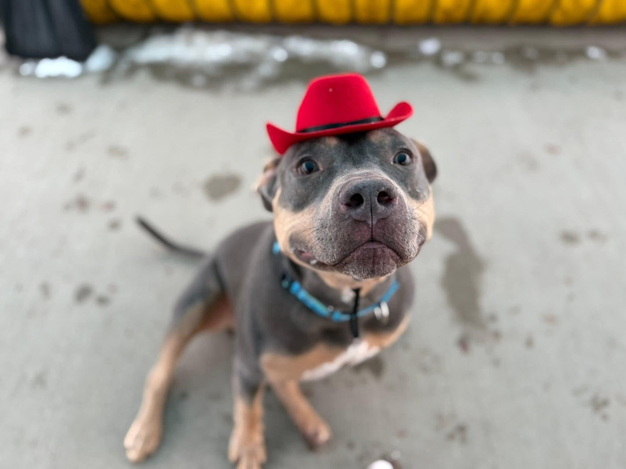 Enlarge Twix, a Adoptable Pit Bull Terrier in Little Chute, WI image 4/6