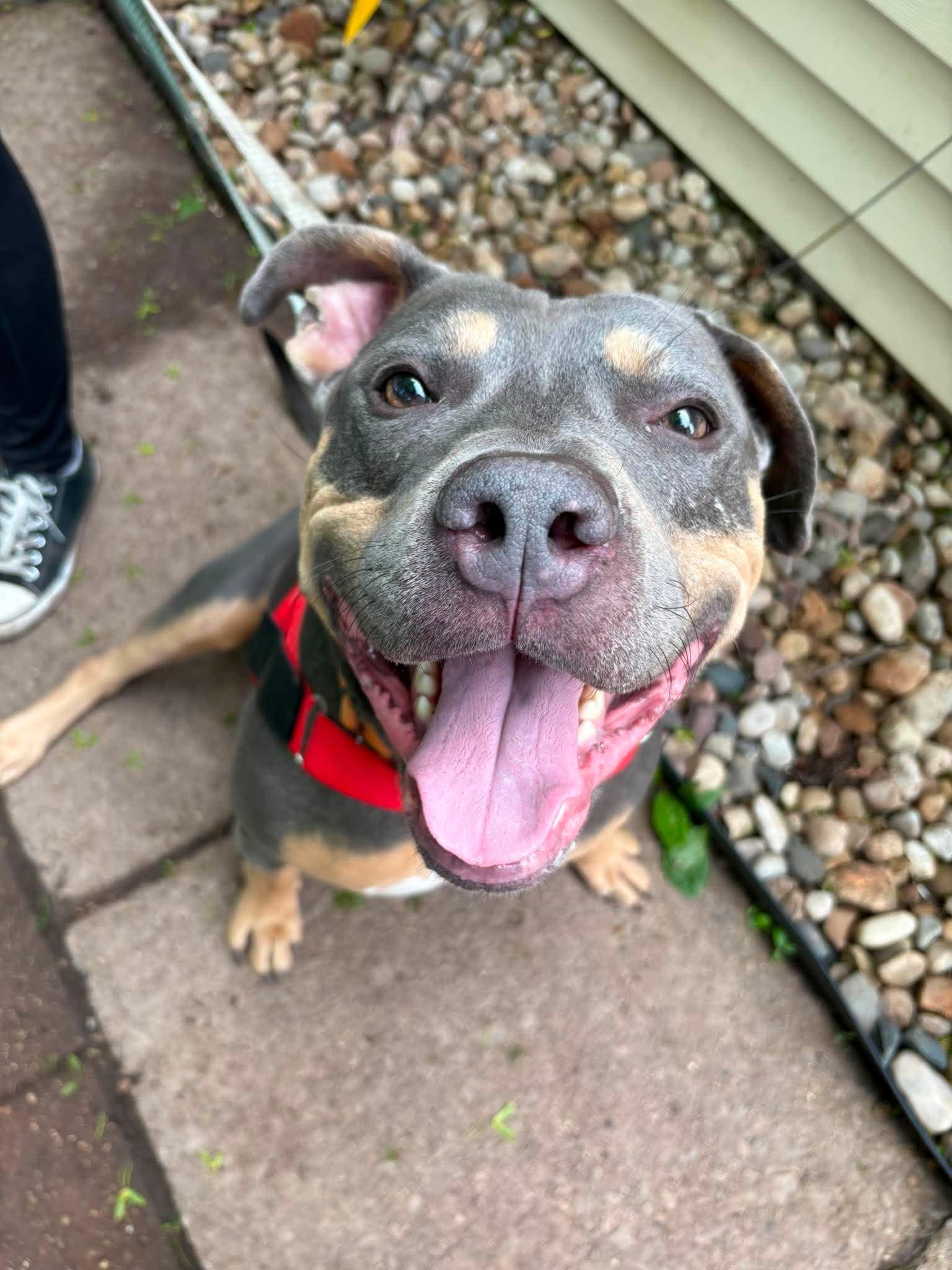 Enlarge Twix, a Adoptable Pit Bull Terrier in Little Chute, WI image 5/6