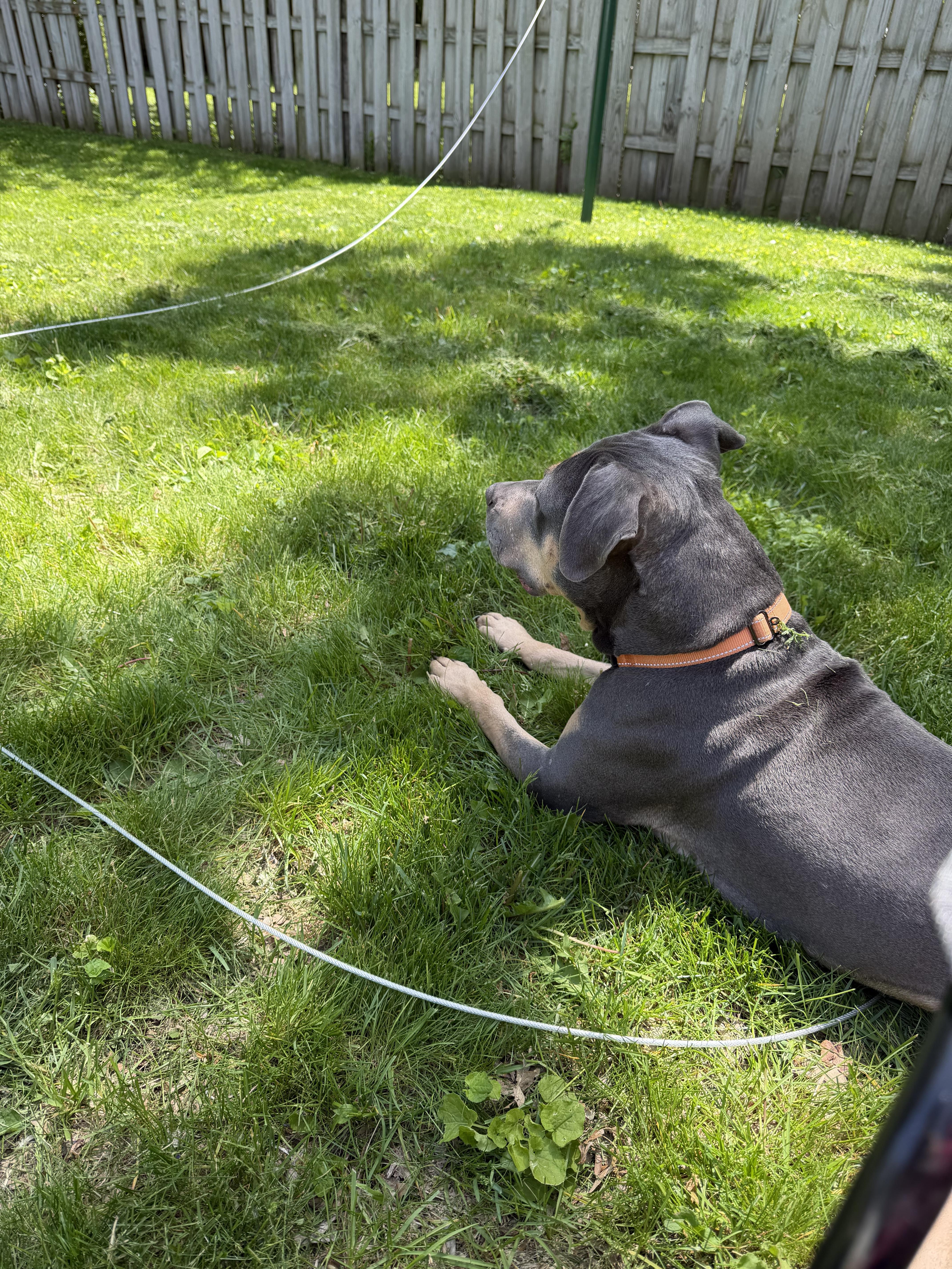 Enlarge Twix, a Adoptable Pit Bull Terrier in Little Chute, WI image 6/6