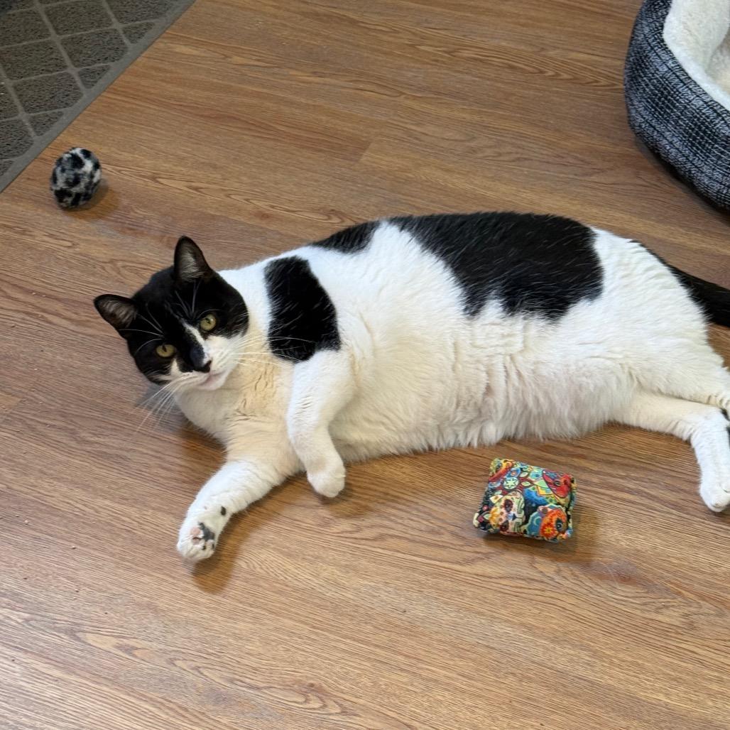 Enlarge Minx, a Adoptable Domestic Short Hair in Lake Panasoffkee, FL image 1/2