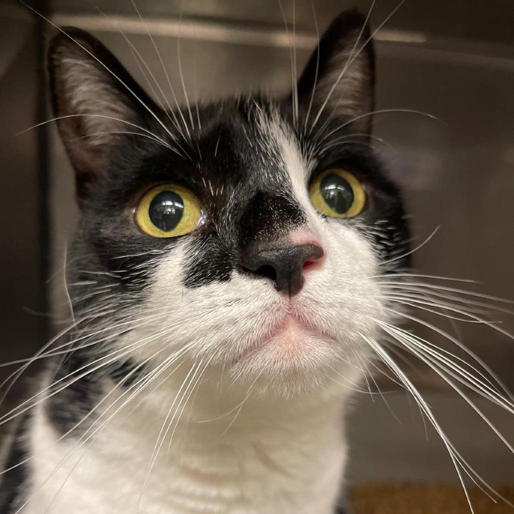 Enlarge Minx, a Adoptable Domestic Short Hair in Lake Panasoffkee, FL image 2/2