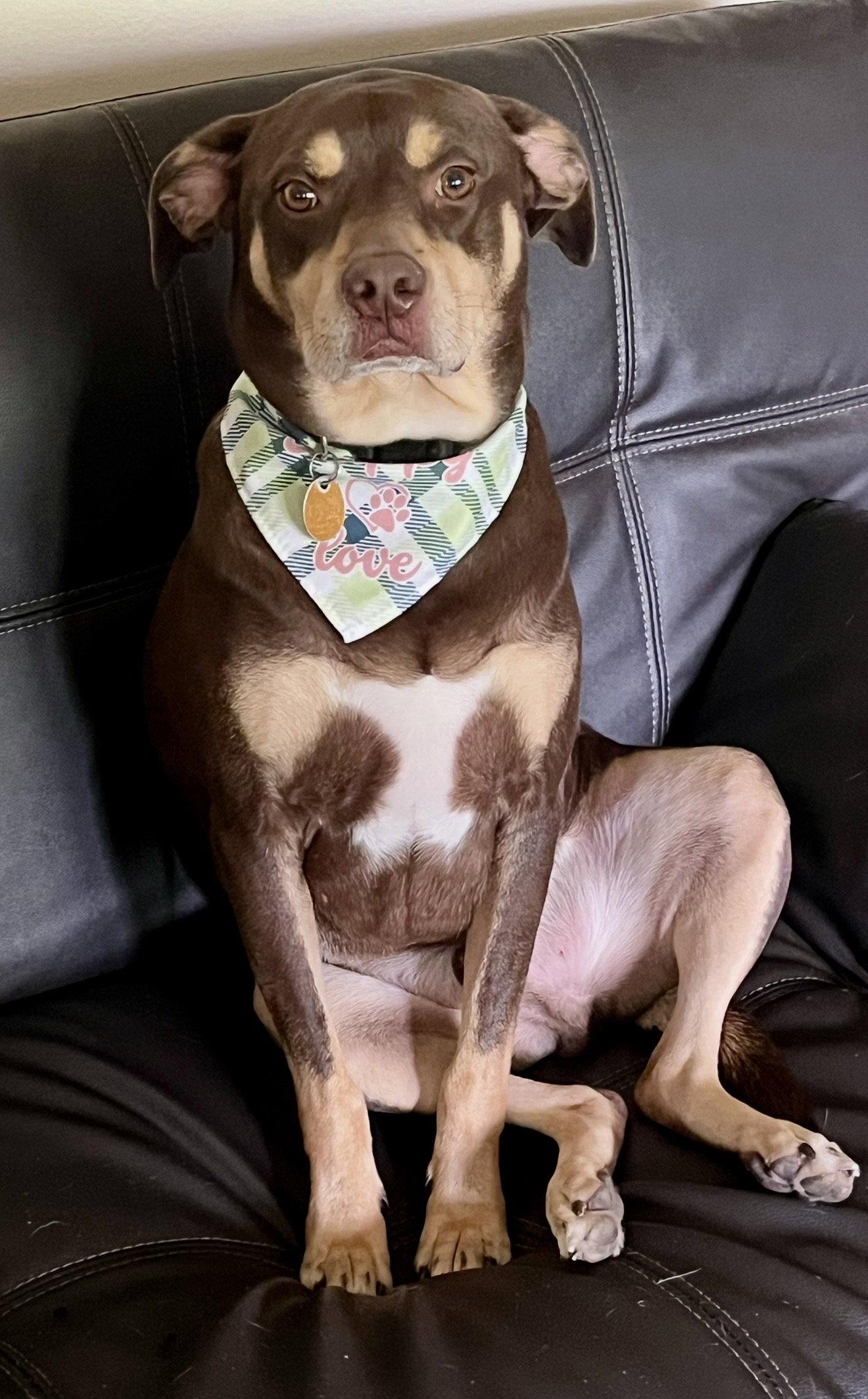 Brownie, a Adopted mixed breed in Spring City, PA image 1/3