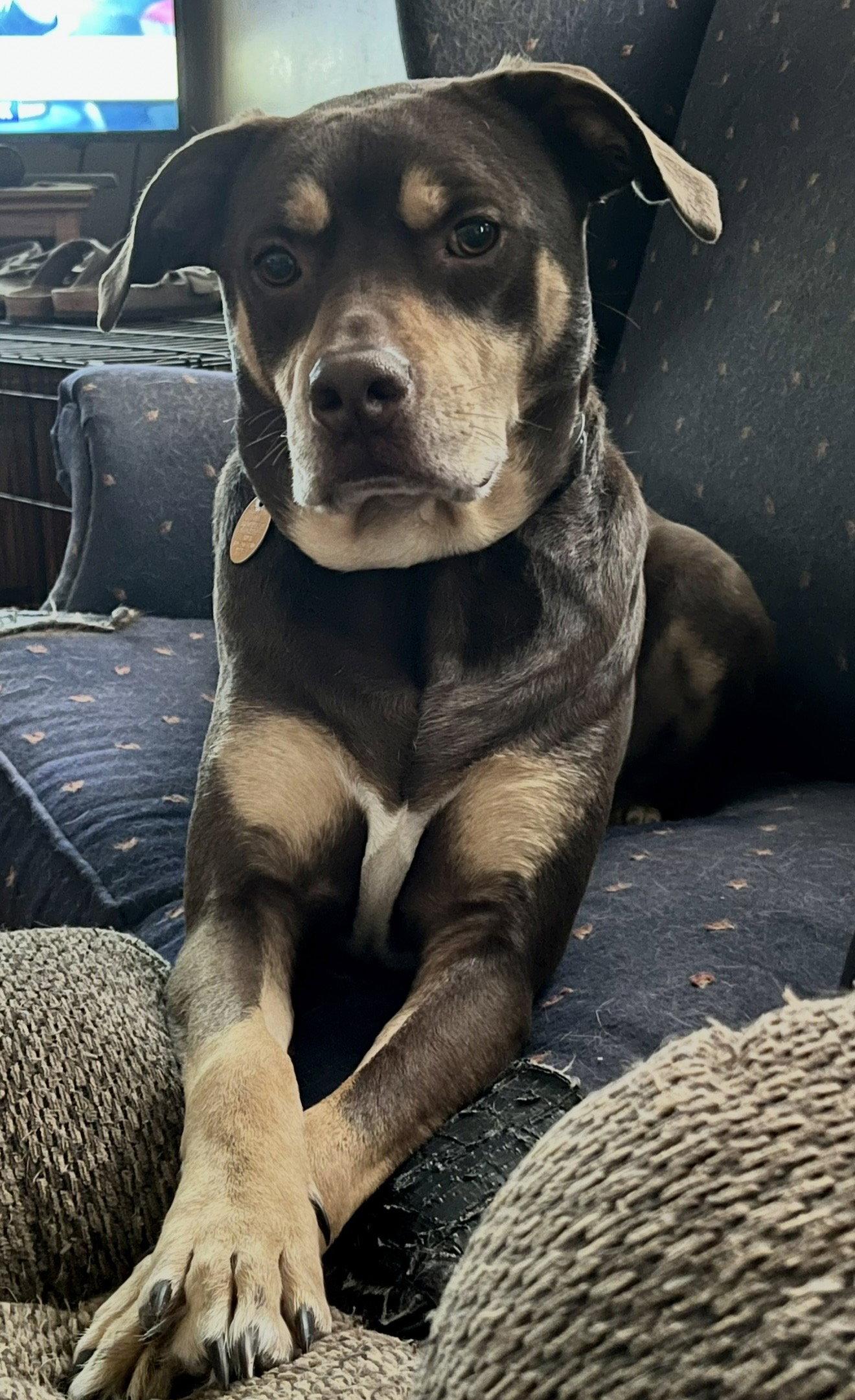 Brownie, a Adopted mixed breed in Spring City, PA image 2/3