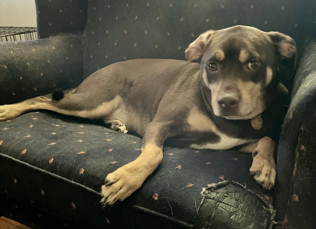 Brownie, a Adopted mixed breed in Spring City, PA image 3/3