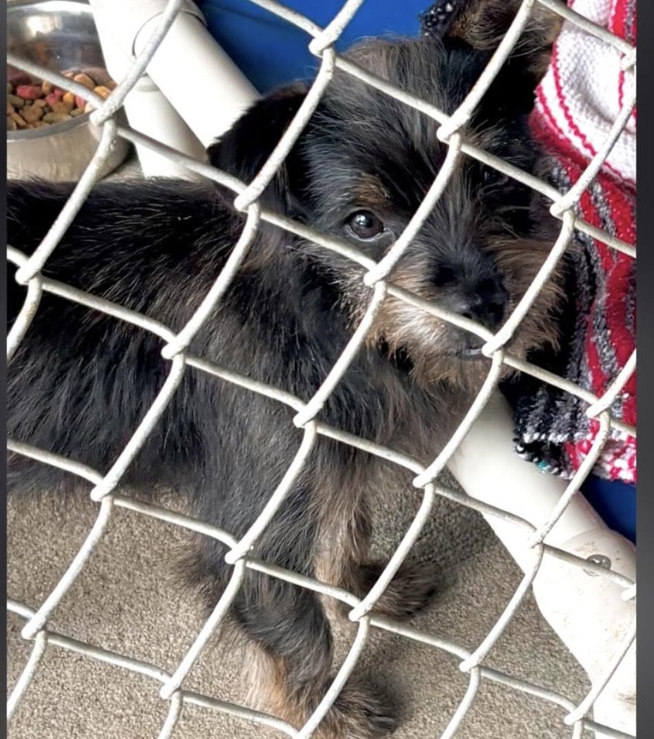 Bentley , adopted, Young Male Yorkshire Terrier & Chihuahua.