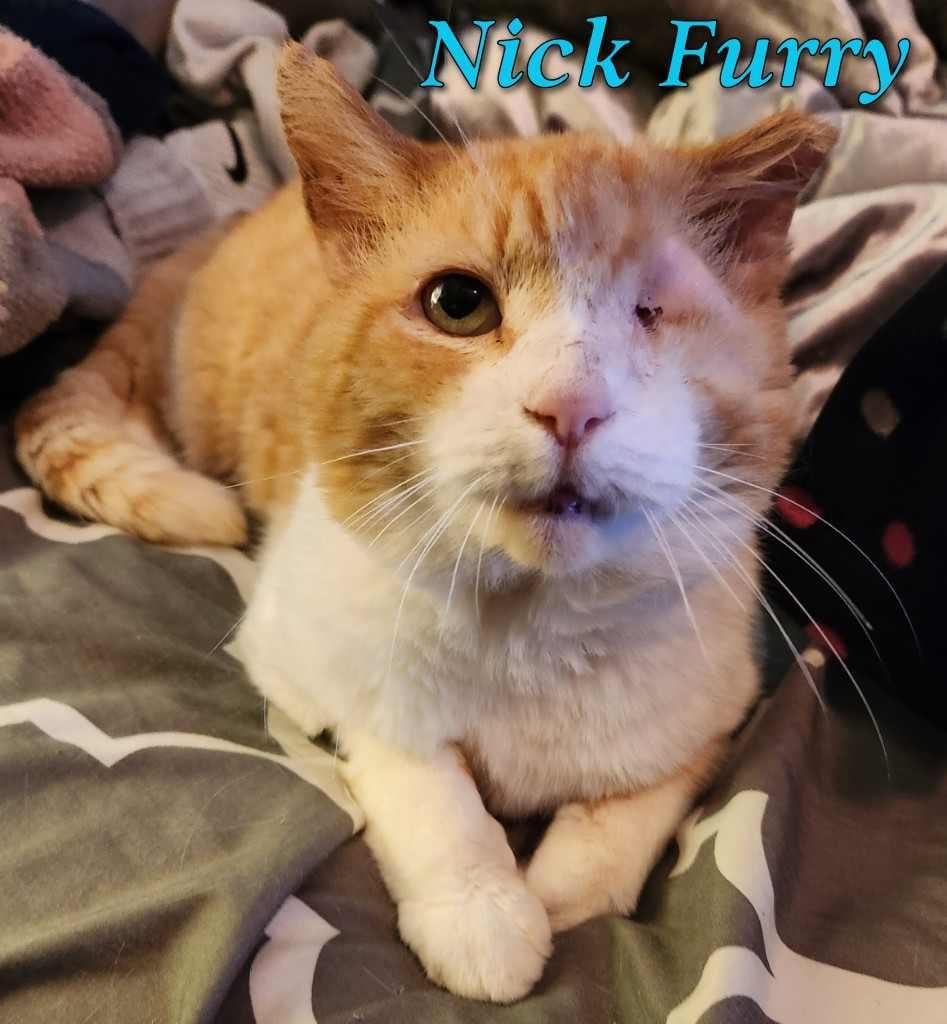 Enlarge Nick Furry, a Adopted Domestic Short Hair in Fort Walton Beach, FL image 1/1