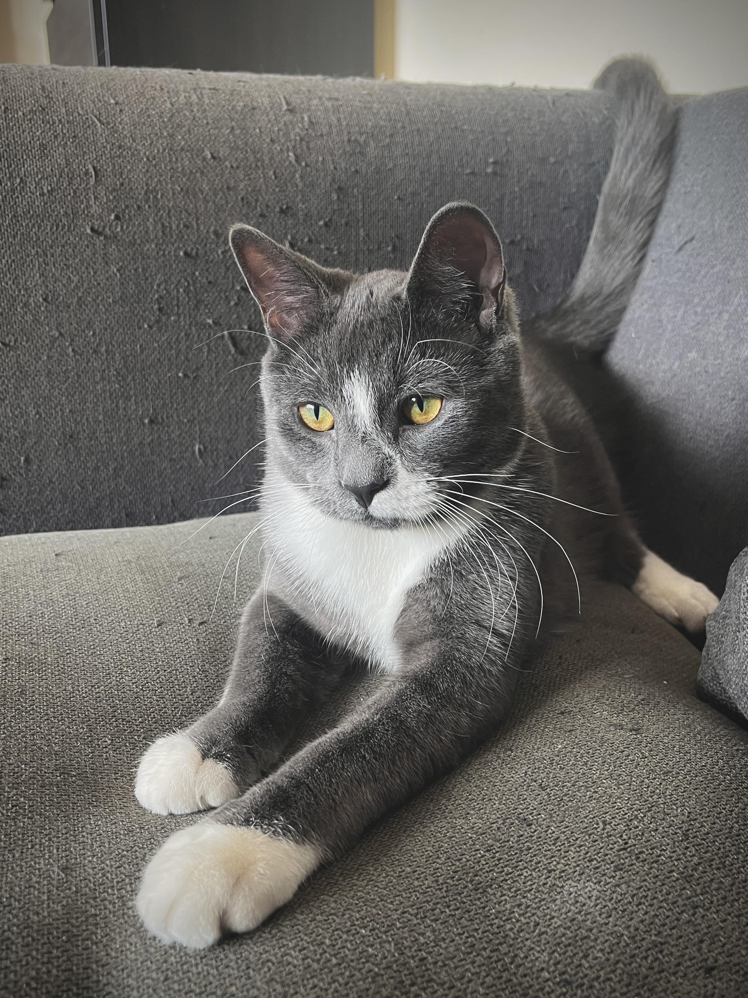 Enlarge Smudge *MUST BE ADOPTED WITH MIDGE*, an adopted Domestic Short Hair in Toronto, ON image 3/6