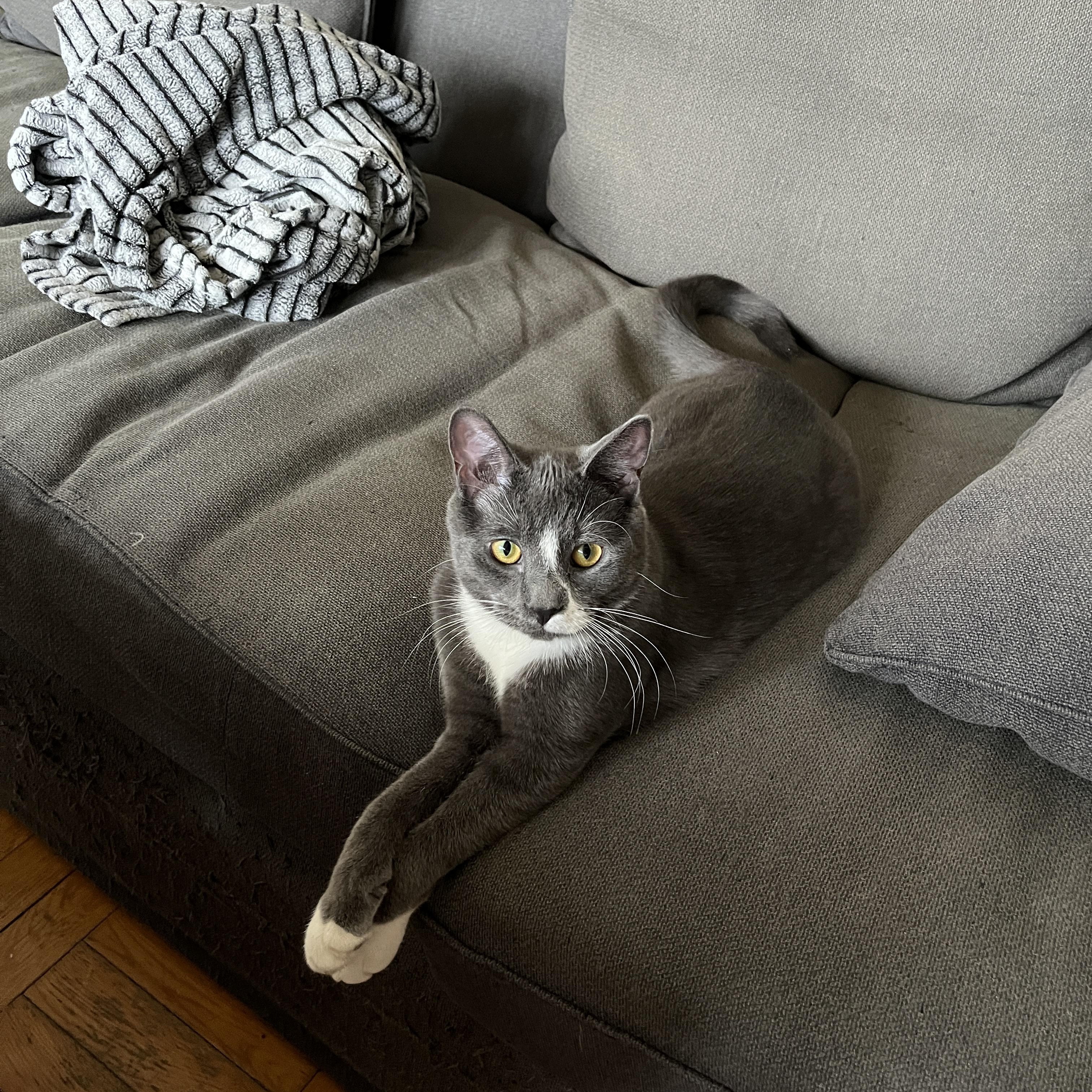 Enlarge Smudge *MUST BE ADOPTED WITH MIDGE*, an adopted Domestic Short Hair in Toronto, ON image 5/6