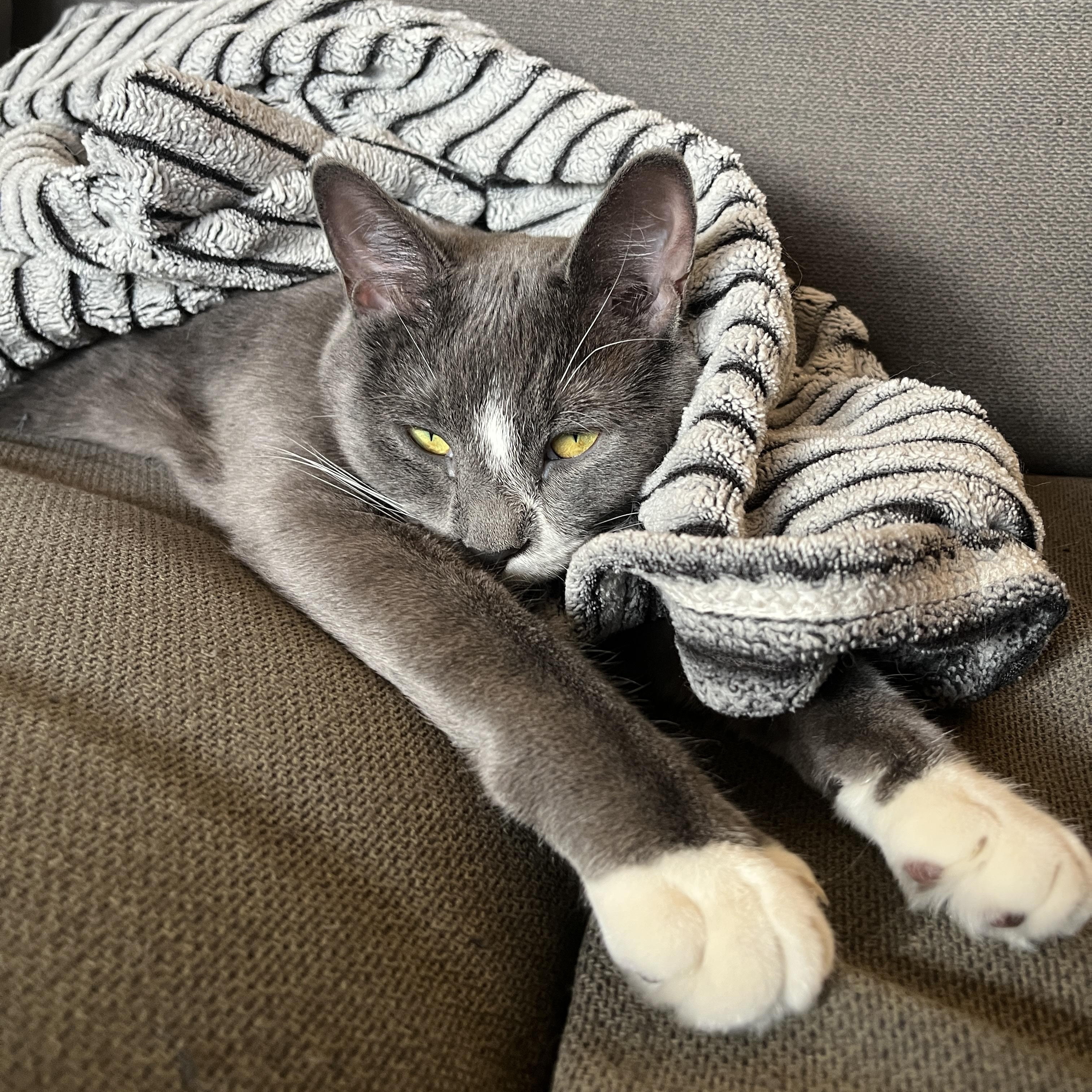 Enlarge Smudge *MUST BE ADOPTED WITH MIDGE*, an adopted Domestic Short Hair in Toronto, ON image 1/6