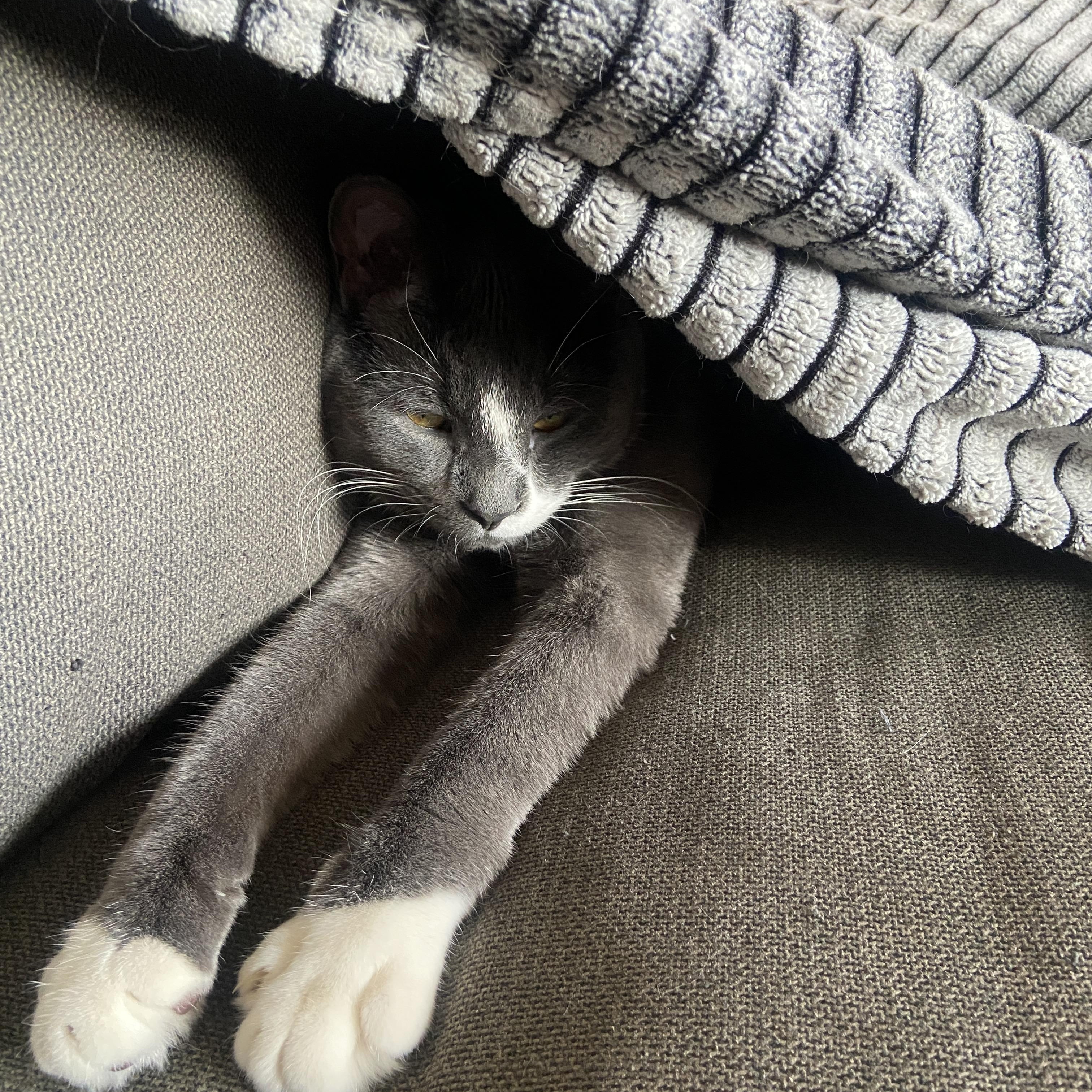 Enlarge Smudge *MUST BE ADOPTED WITH MIDGE*, an adopted Domestic Short Hair in Toronto, ON image 4/6