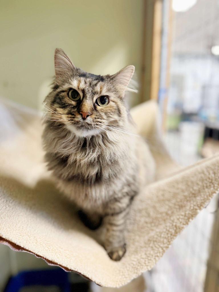 Enlarge Titania, a Adoptable mixed breed in Effingham, IL image 1/6