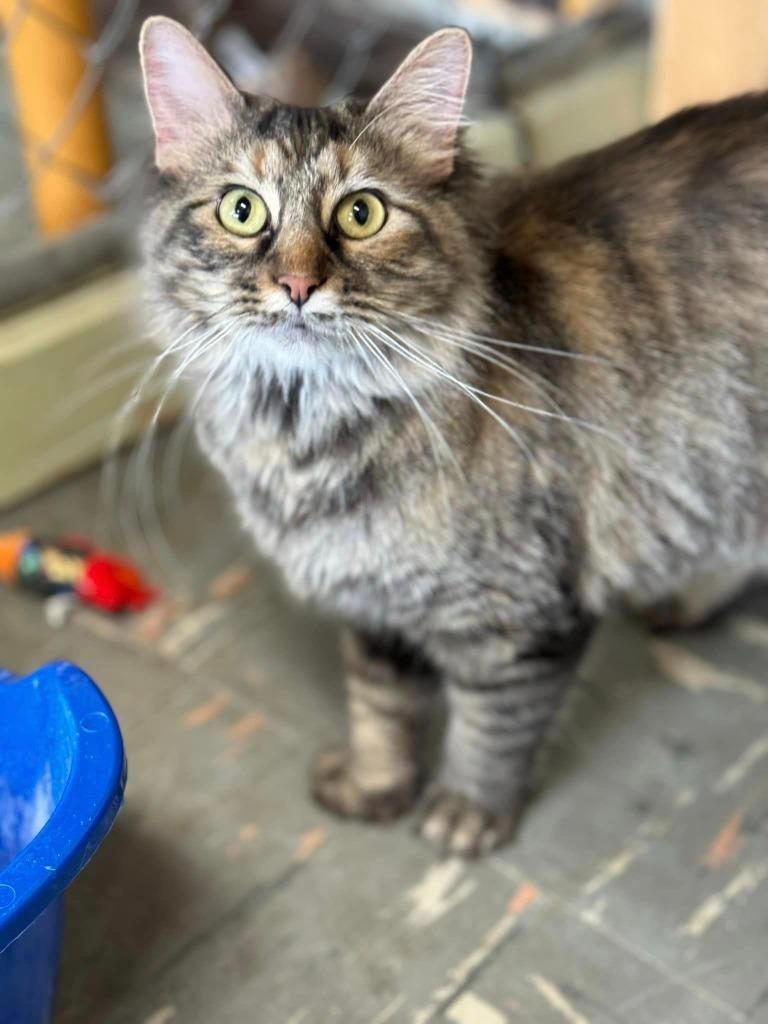 Enlarge Titania, a Adoptable mixed breed in Effingham, IL image 2/6