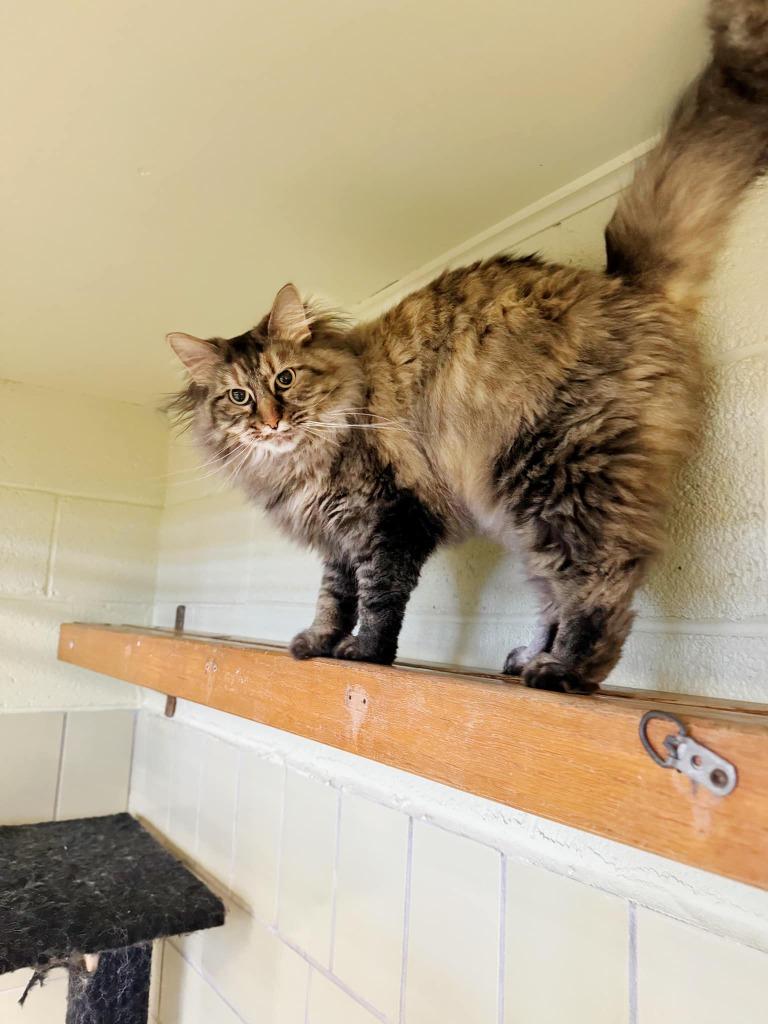 Enlarge Titania, a Adoptable mixed breed in Effingham, IL image 3/6