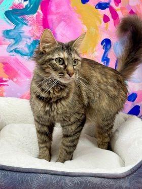 Enlarge Titania, a Adoptable mixed breed in Effingham, IL image 4/6
