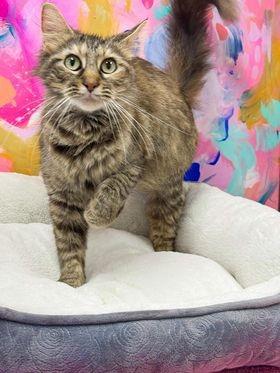 Enlarge Titania, a Adoptable mixed breed in Effingham, IL image 5/6
