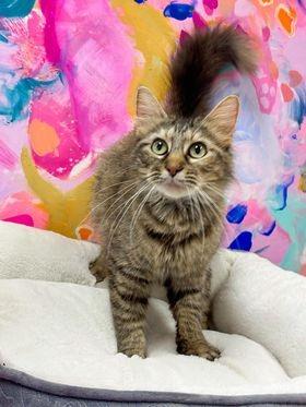 Enlarge Titania, a Adoptable mixed breed in Effingham, IL image 6/6