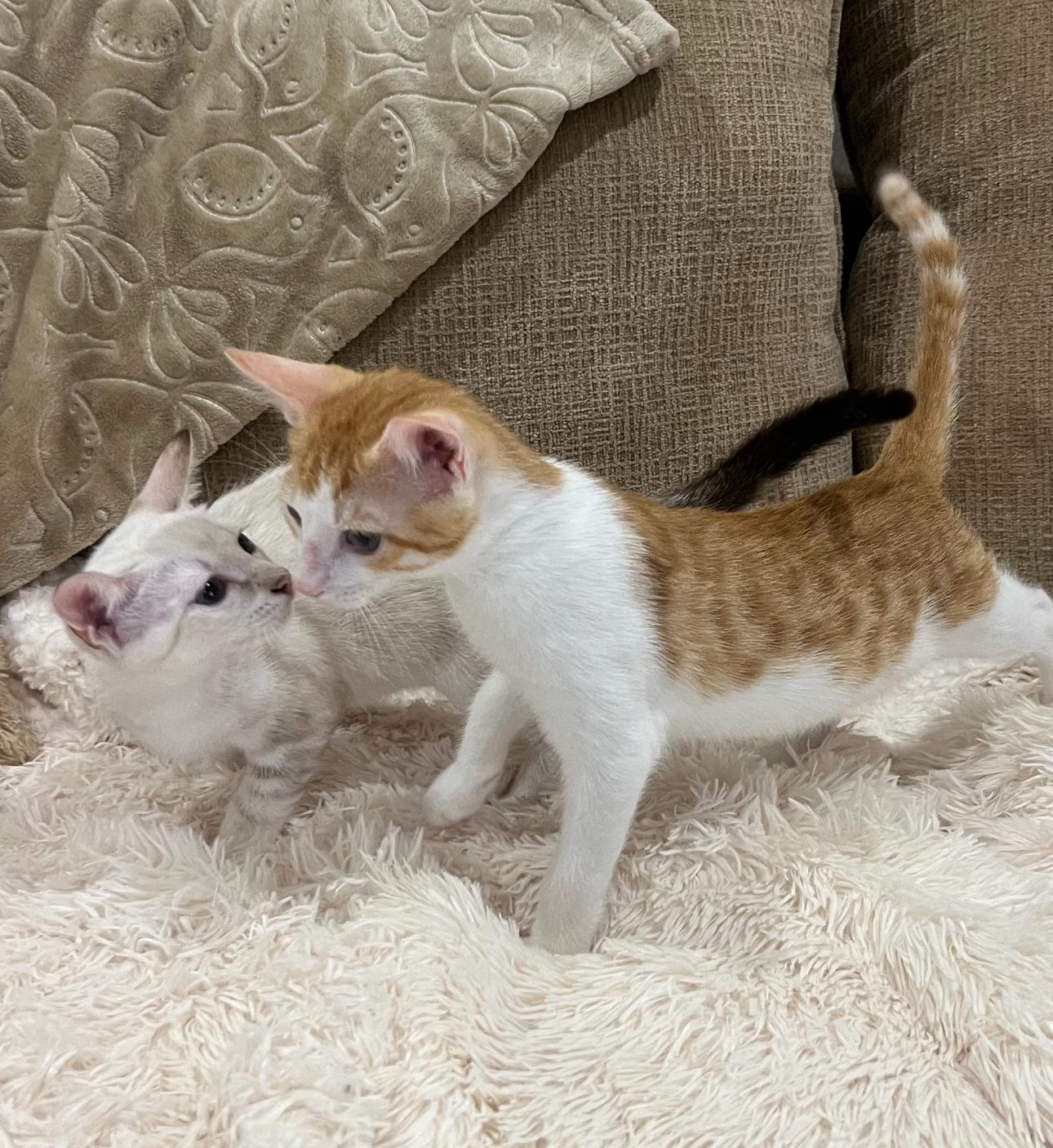 Adopting Bonded Cats: Essential Tips for a Happy Forever Home