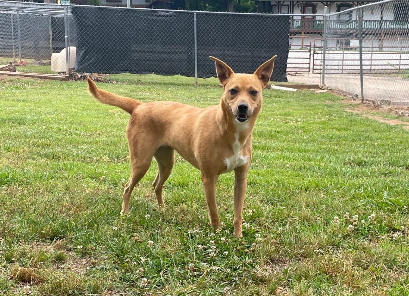 Enlarge Gracie, a Adoptable mixed breed in Sautee Nacoochee, GA image 2/2
