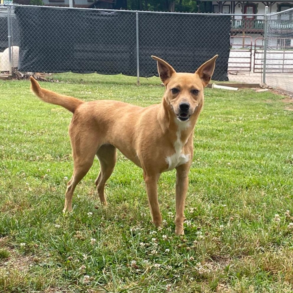Enlarge Gracie, a Adoptable mixed breed in Sautee Nacoochee, GA image 1/2