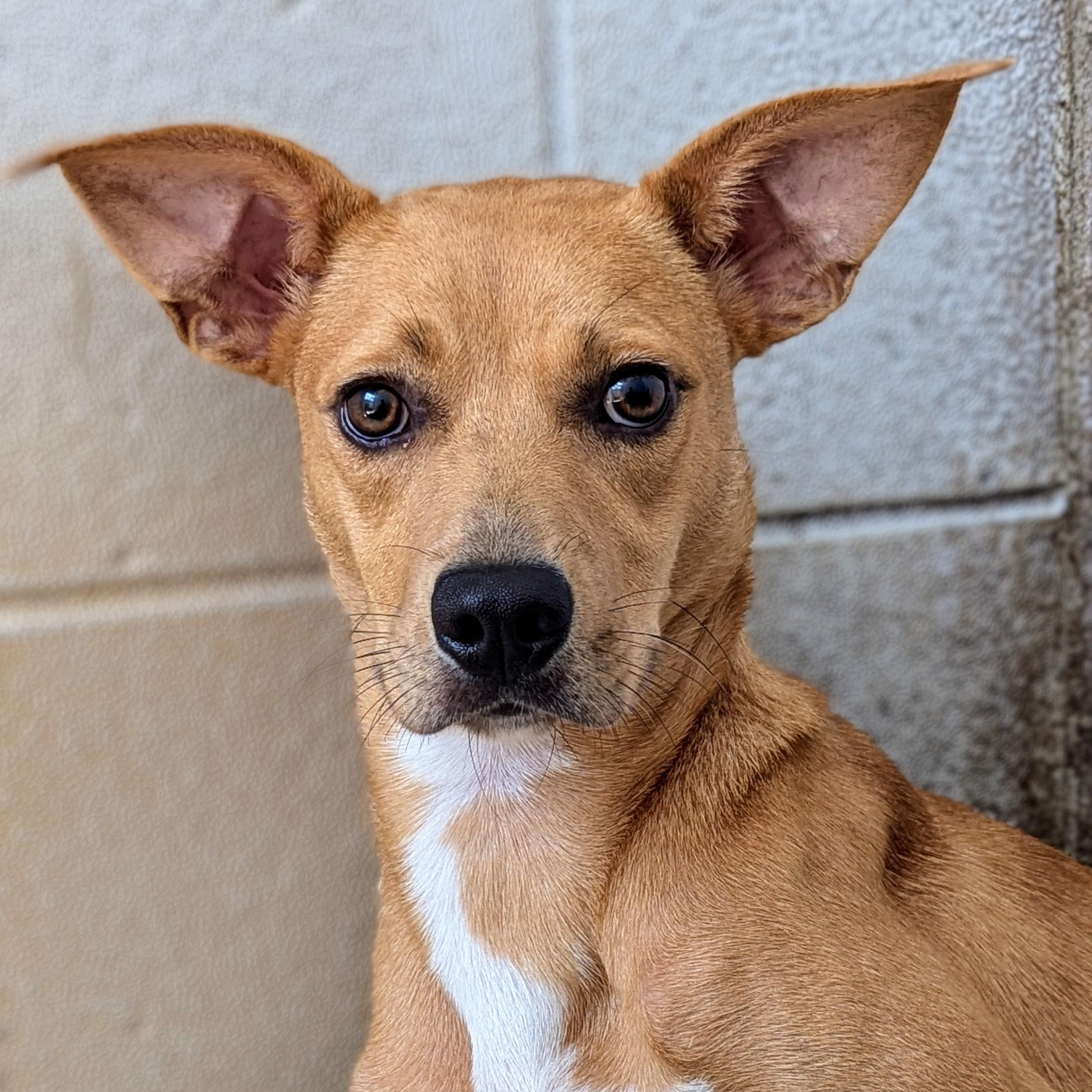 Enlarge Gracie, a Adoptable mixed breed in Sautee Nacoochee, GA image 2/2